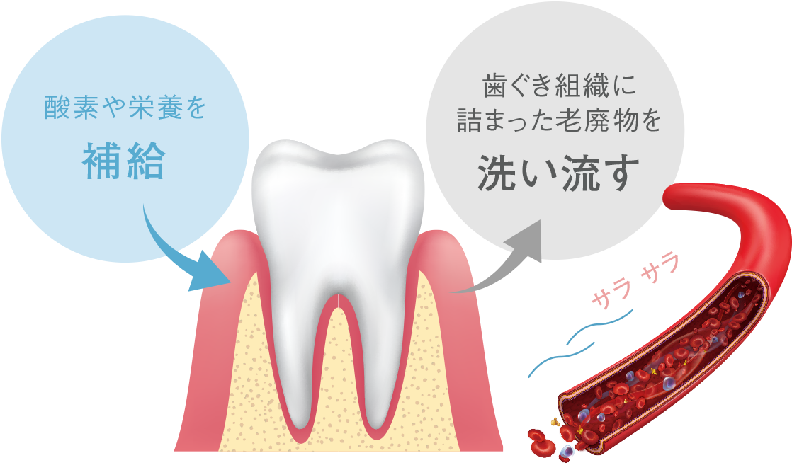 血液循環で歯茎の組織のターンオーバーを高める
